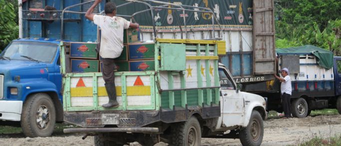 BanaFair Bananenkisten auf Lastwagen